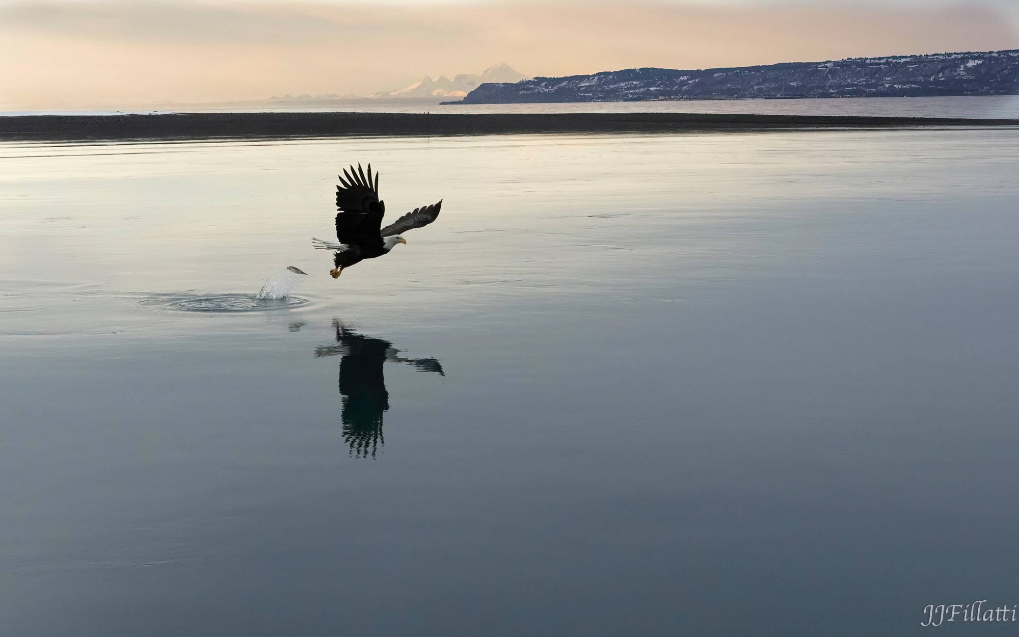 bird of homer alaska image 13